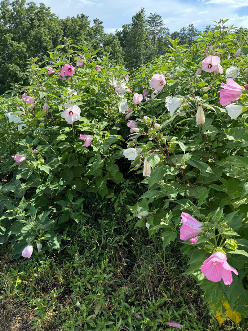 A lush rose mallow plant with pink and white hibiscus flowers and green foliage under a bright sky