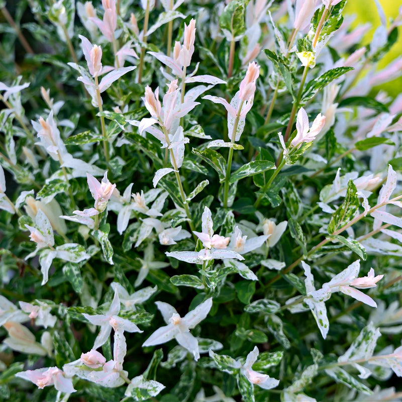 snow willow indoor plant Snow White Willow Shrub