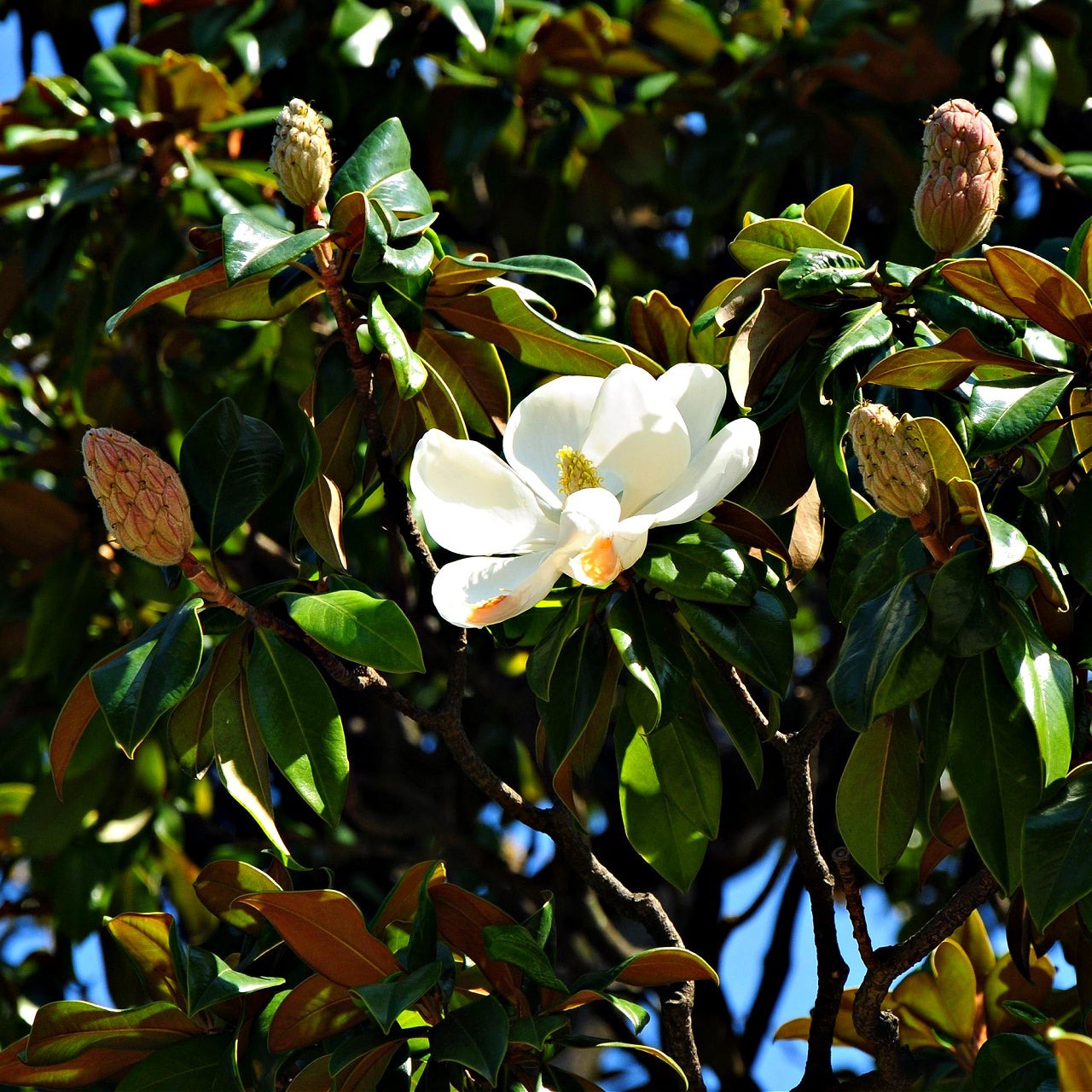 Pristine white Southern Magnolia flower with yellow center and green leaves