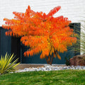 Sumac Tree - TN Nursery