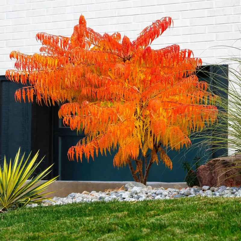 Sumac Tree - TN Nursery