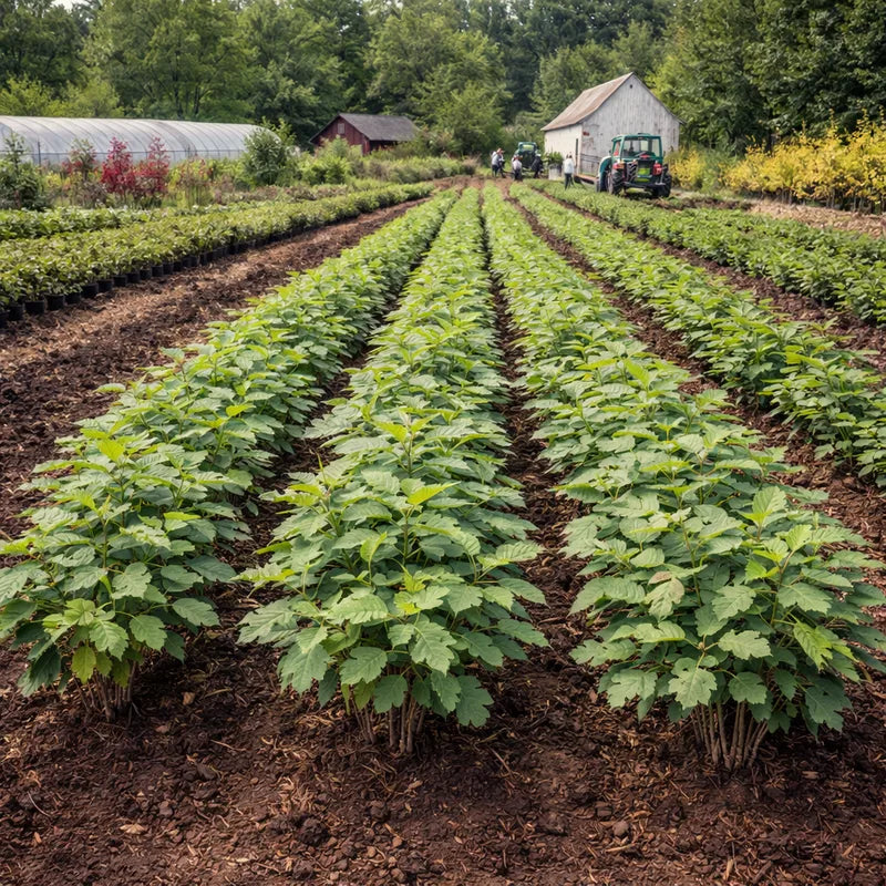 Rows of celery plants growing in a farm field with farm buildings and trees in the background - TN Nursery
