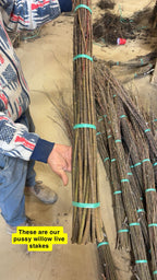 Bundles of brown slender pussy willow live stakes tied with green bands