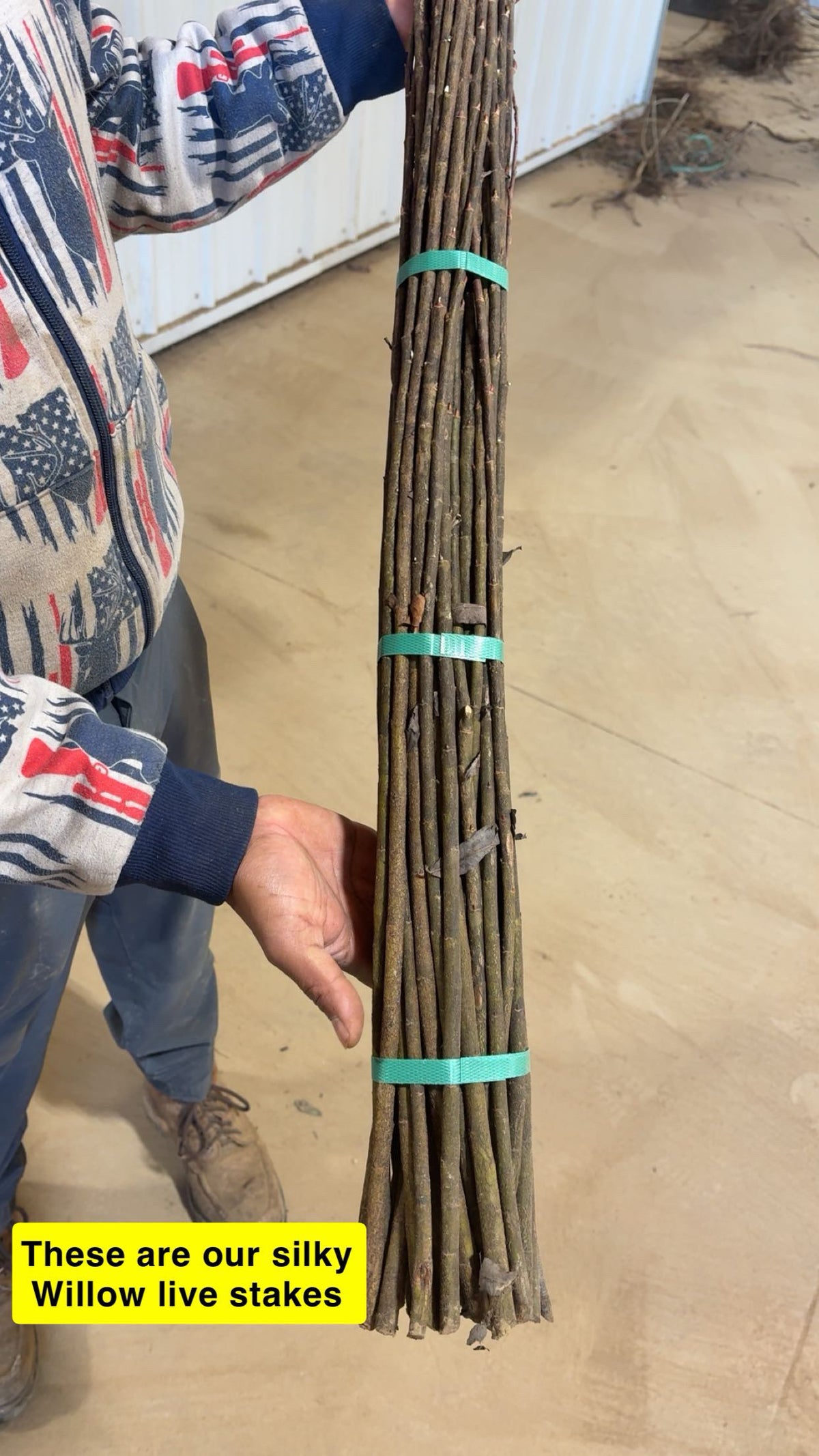 Bundle of slender brown silky willow live stakes tied with teal bands