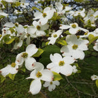 White dogwood tree with delicate white blossoms, yellow centers, green leaves