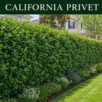 California Privet TN Nursery