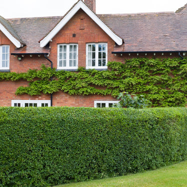 Red brick house with ivy-covered white-trimmed windows and tiled roof for California Privet Hedge