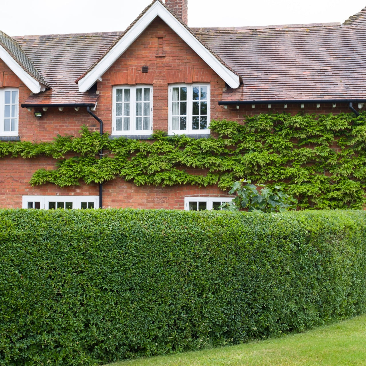 Red brick house with ivy-covered white-trimmed windows and tiled roof for California Privet Hedge