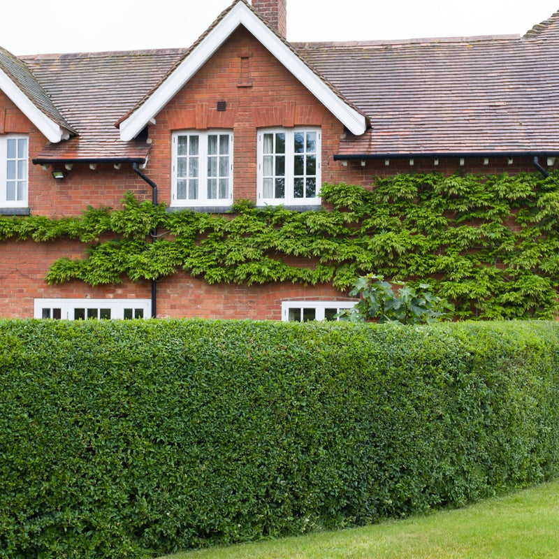 Red brick house with ivy-covered white-trimmed windows and tiled roof for California Privet Hedge