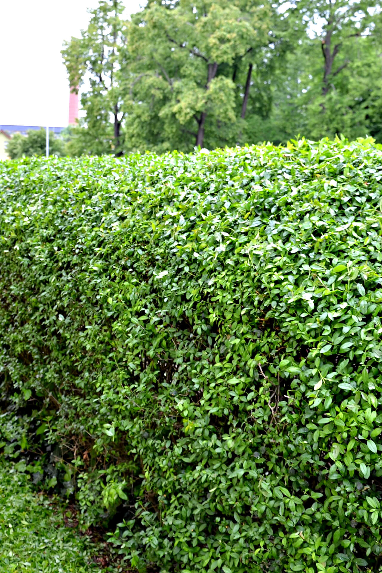 Dense vibrant California Privet hedge with neatly trimmed top edge