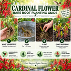 Cardinal Flower