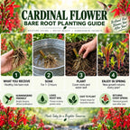 An informational graphic titled 'CARDINAL FLLOWER BARE ROOT PLANTING GUIDE' with four numbered steps showing hands planting a bare root cardinal flower, along with supporting text and decorative red cardinal flowers around the border.
