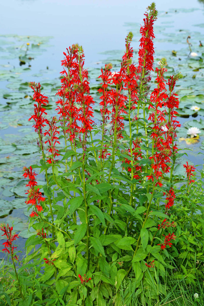 growing cardinal flower from seed Cardinal Flower Native Plant Seeds