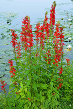 Vibrant Cardinal Flower with red blooms, green stems, broad leaves by water