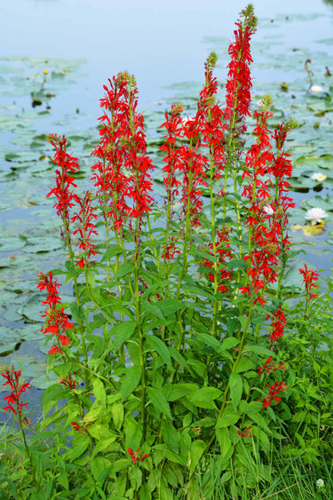 Vibrant Cardinal Flower with red blooms, green stems, broad leaves by water