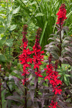 Vibrant red Cardinal Flower with deep purple stems blooming in lush garden