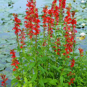 Vibrant Cardinal Flower with red blooms, green stems, broad leaves by water