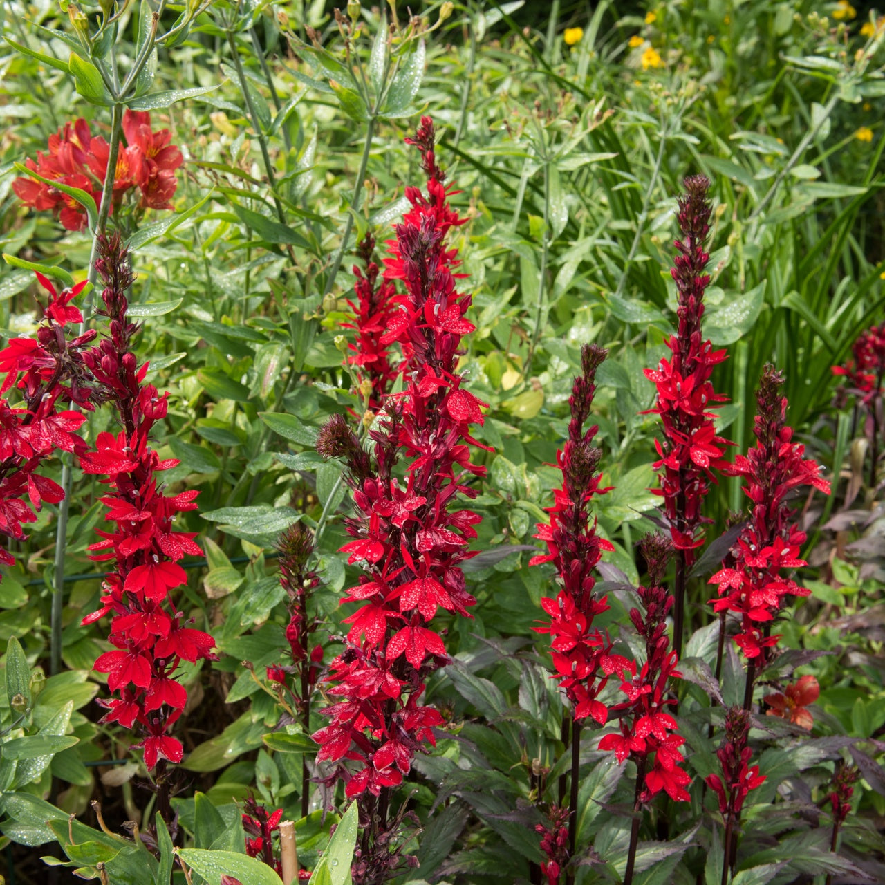 Vibrant Cardinal Flower salvia with red petals, dark stems in lush green foliage