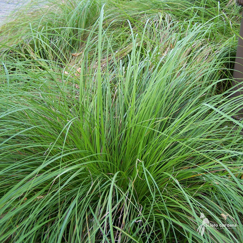 6 Pack - Pennsylvania Sedge