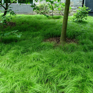 Lush Carex Pensylvanica grasses with feathery blades around tree and stone wall