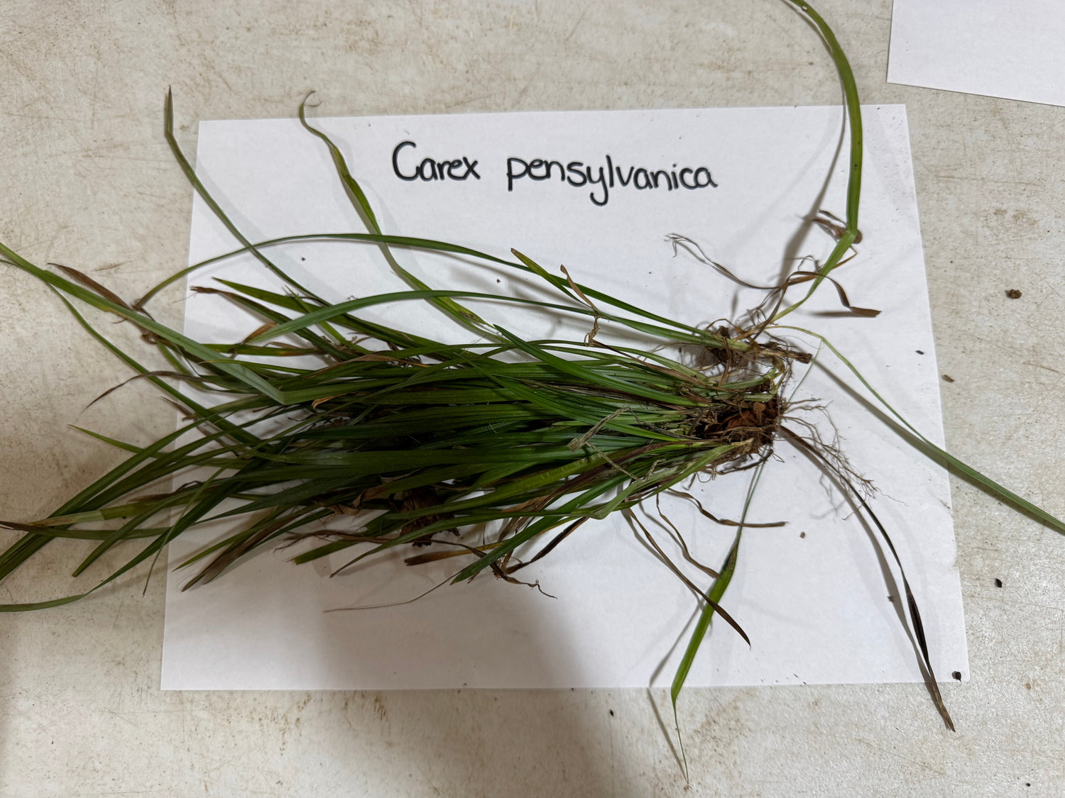 Carex pensylvanica plant with green slender blades and visible roots
