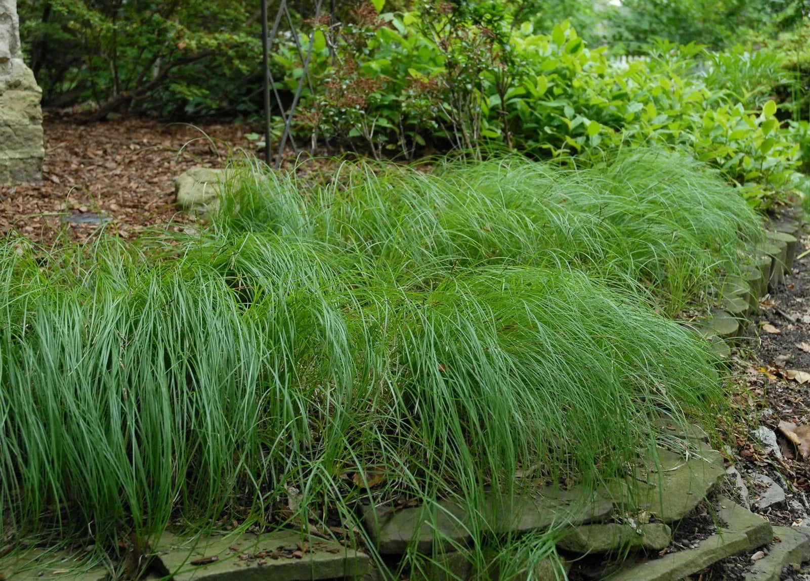 Lush Carex Pensylvanica grasses with feathery tips in stone garden bed