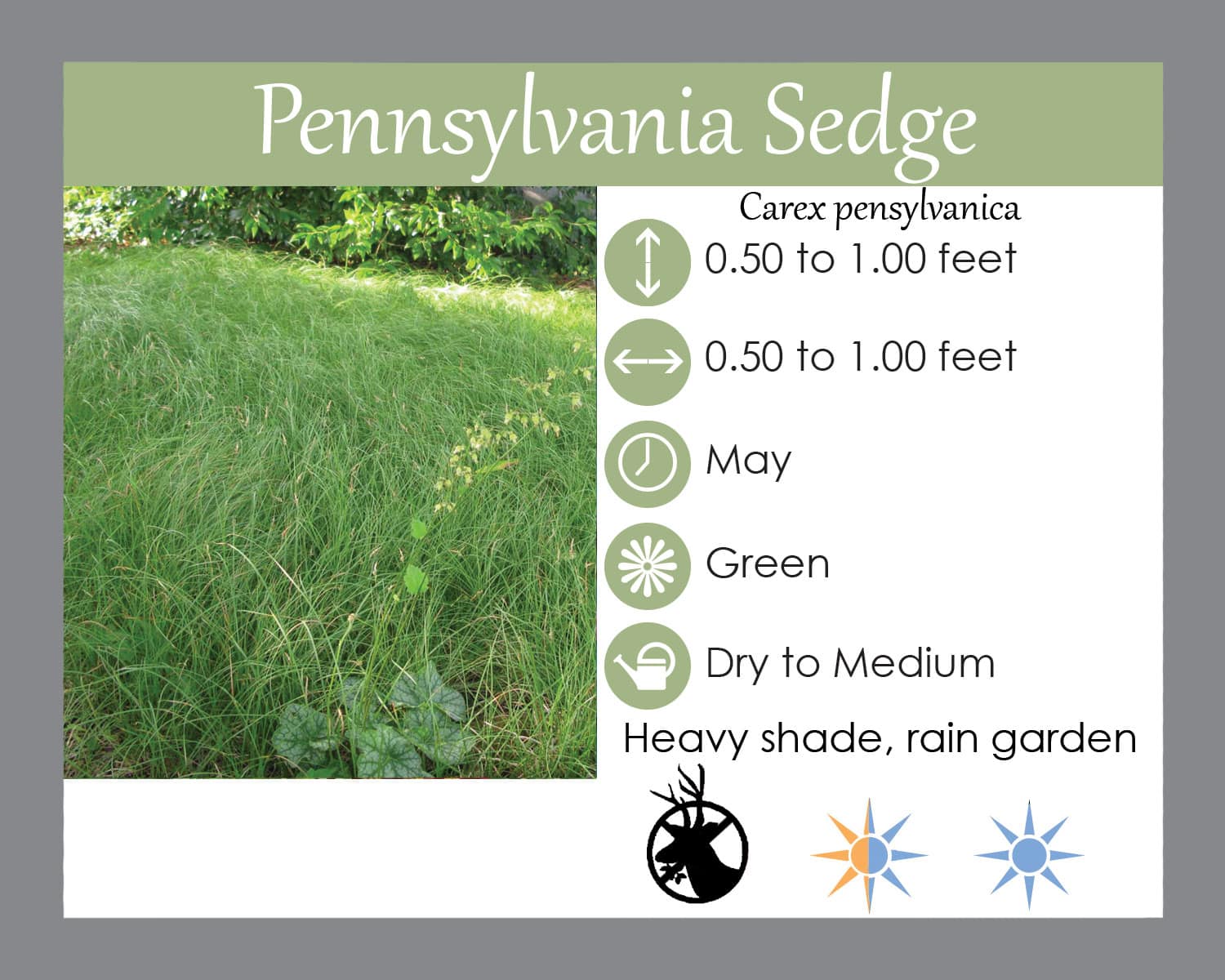 6 Pack - Pennsylvania Sedge