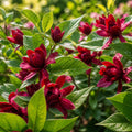 ALlspice Shrub - TN Nursery