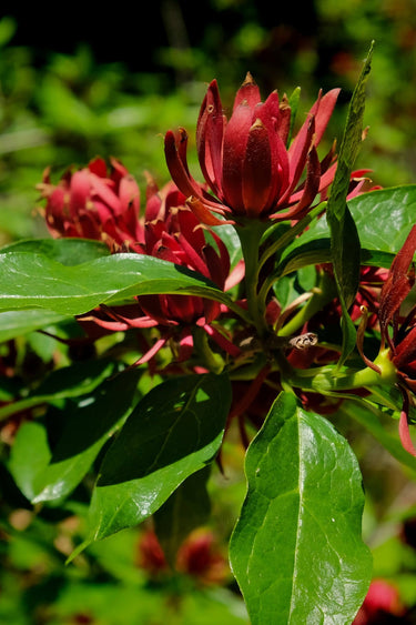 Carolina allspice shrub flower with deep red spiky petals and glossy green leaves