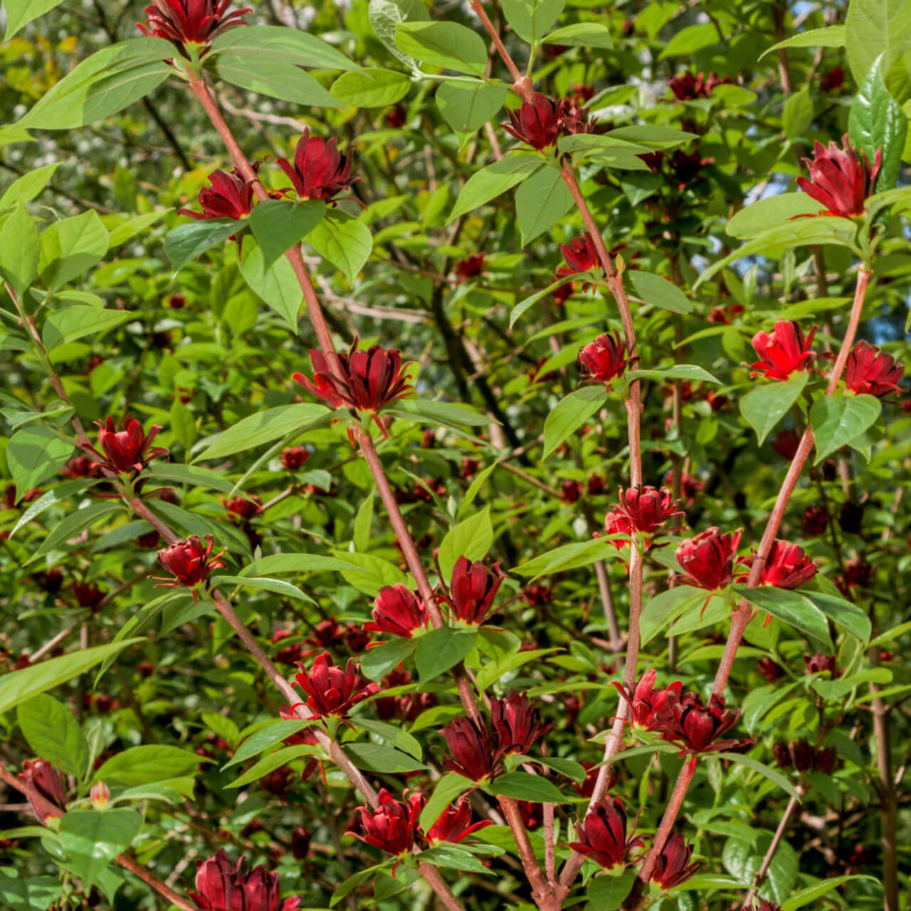 Vibrant crimson Carolina allspice shrub flowers with layered petals on reddish stems amid green foliage
