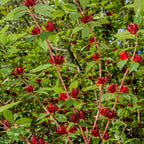 Calycanthus Floridus seedlings with vibrant crimson flowers and lush green foliage
