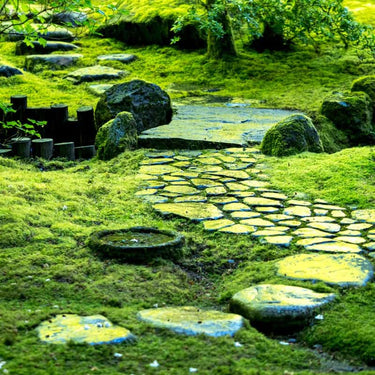 Carpet Moss: mossy stone pathway winding through lush green garden