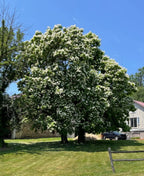 Lush Catalpa tree with dense green foliage and abundant white blossoms