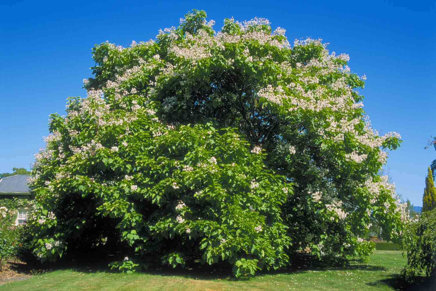 Lush Catalpa tree with vibrant green leaves and white blossoms