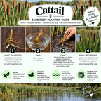 A four-step bare root planting guide infographic for Cattail, showing a close-up of a rhizome, soaking in water, planting in mud, and a hand holding a cattail stem. The graphic includes text descriptions, icons, and a brand logo for Cattail.