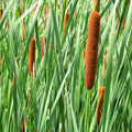 Brown fuzzy cattails with long green stems on Cattail Plant