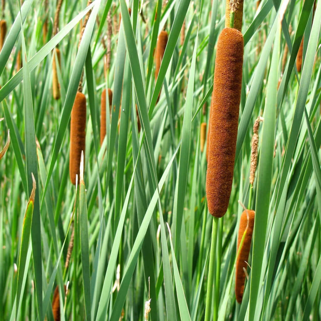 Brown fuzzy cattails with long green stems on Cattail Plant