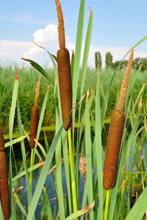 Brown cylindrical cattails with fuzzy tops on green stalks in marshy field