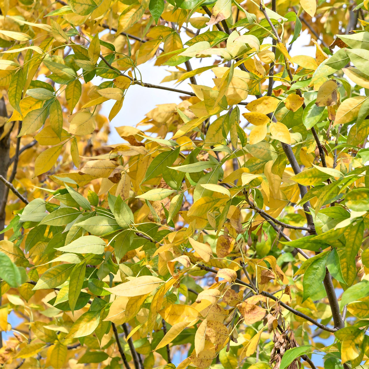 Cedar elm tree with leaves transitioning from green to vibrant yellow showcasing a natural autumnal display