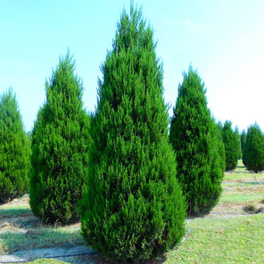 Vibrant Cedar Tree with lush green needle-like foliage and tapered shape