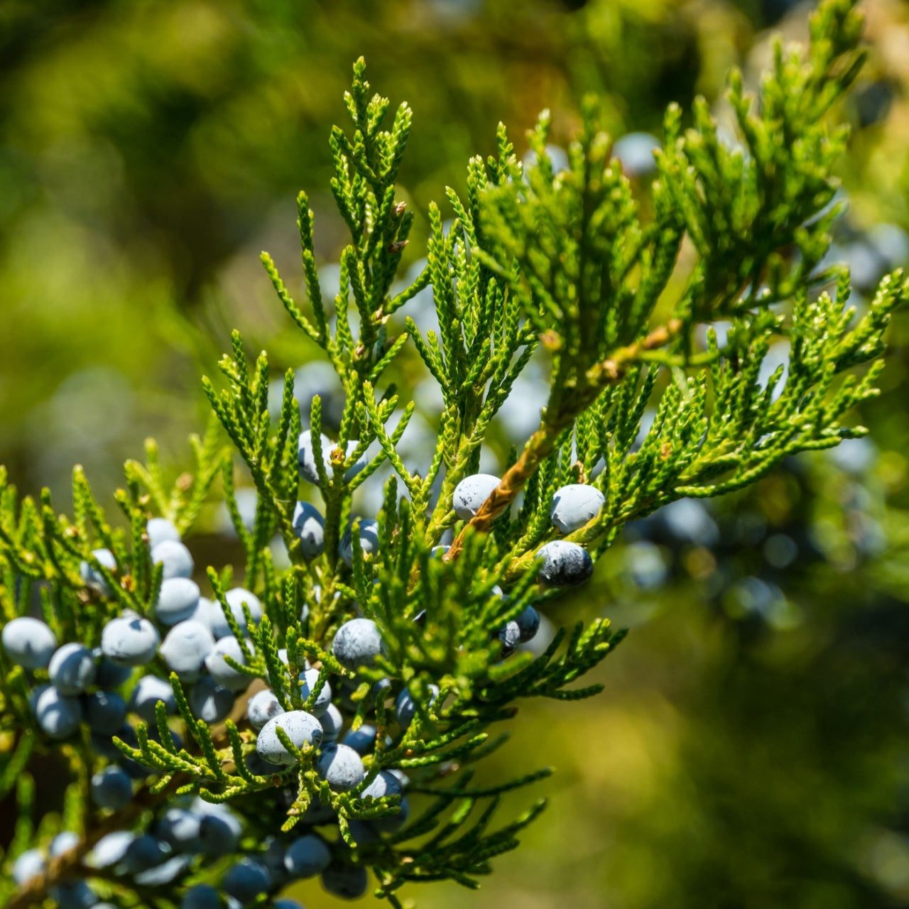 Cedar Tree branch with vibrant green needles and blue berries