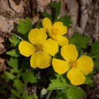 Bright yellow four-petaled Celandine Poppy flowers with green leaves