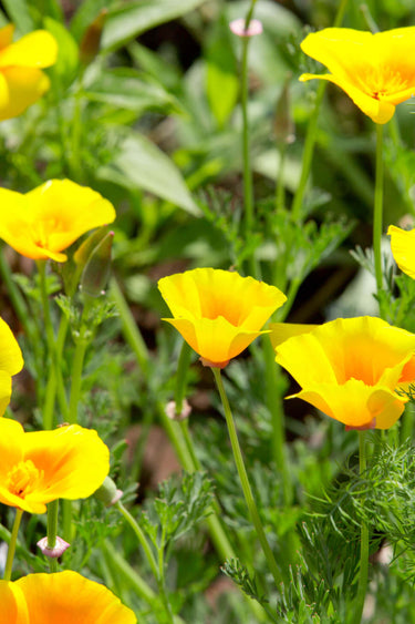 Bright yellow Celandine Poppy plant with papery petals and green stems