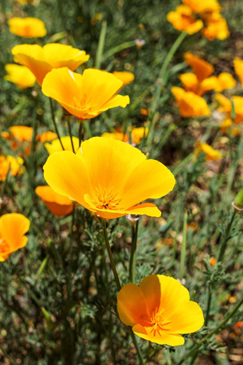 Bright yellow Celandine Poppy Plant with papery petals and green stems