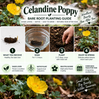 poppy planting guide - TN Nursery