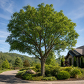 A lush green lace bark elm tree with a sturdy trunk and sprawling branches in a well-maintained garden