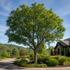 A lush green lace bark elm tree with a sturdy trunk and sprawling branches in a well-maintained garden