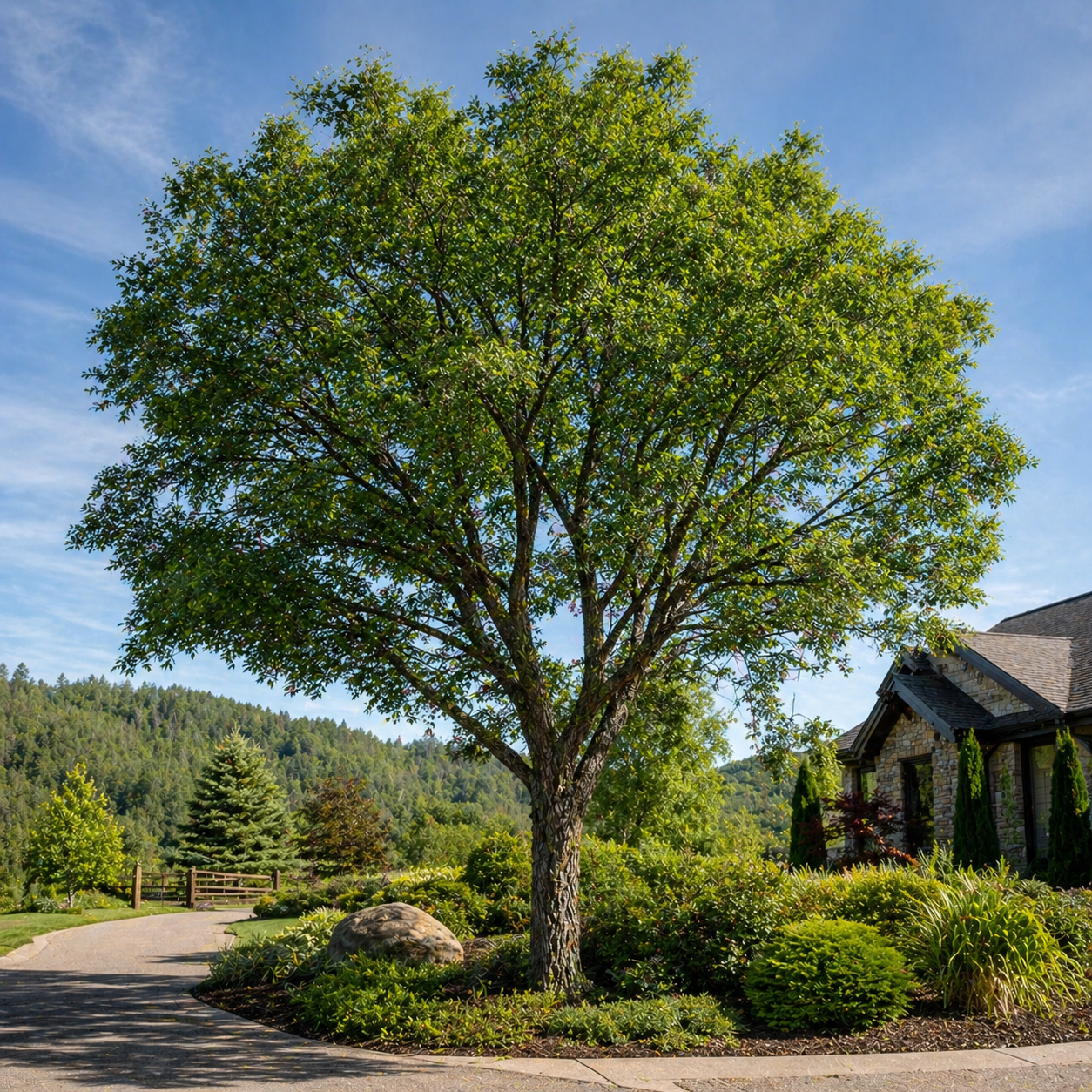 A lush green lace bark elm tree with a sturdy trunk and sprawling branches in a well-maintained garden