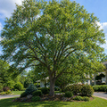 A lush green slippery elm tree with a sturdy brown trunk and sprawling branches for natural landscaping use