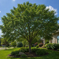 A lush cedar elm tree with a sturdy trunk and dense green foliage stands in a well-manicured lawn